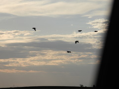 Tympanuchus phasianellus