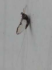 Callibaetis