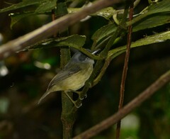 Dysithamnus mentalis