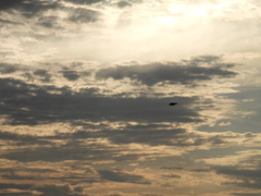 Tympanuchus phasianellus