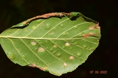 Melampsoridium betulinum