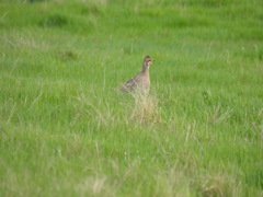 Tympanuchus phasianellus