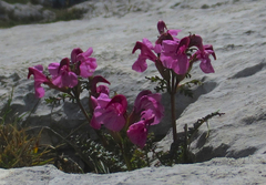 Pedicularis rostratocapitata