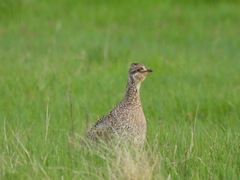 Tympanuchus phasianellus