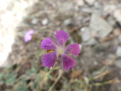 Dianthus graniticus