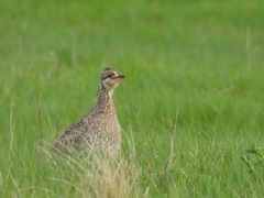 Tympanuchus phasianellus