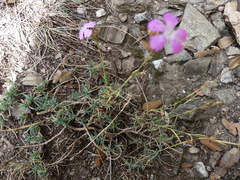 Dianthus graniticus