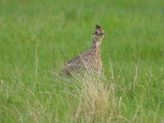 Tympanuchus phasianellus