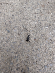 Ocypus olens
