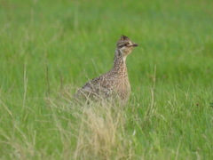 Tympanuchus phasianellus