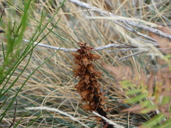 Orobanchaceae