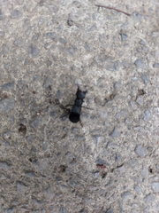 Ocypus olens
