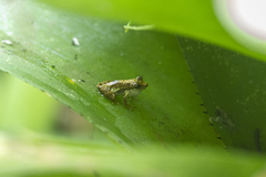 Scinax perpusillus