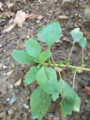 Amaranthus blitum