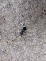Ocypus olens