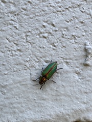 Buprestis aurulenta