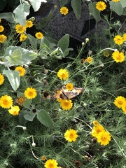 Chlosyne californica