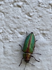 Buprestis aurulenta