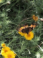 Chlosyne californica