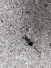 Ocypus olens
