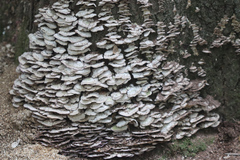 Trichaptum abietinum