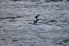 Morus serrator
