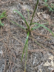 Cyperus croceus