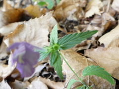 Galeopsis ladanum