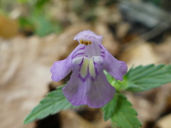 Galeopsis ladanum