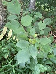 Fraxinus pennsylvanica subintegerrima