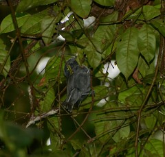 Myrmotherula unicolor