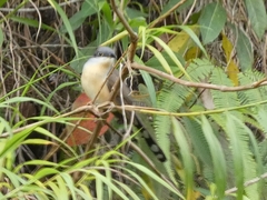 Coccyzus melacoryphus