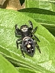 Phidippus audax