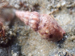 Cominella accuminata