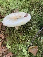 Russula brevipes