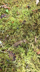 Kindbergia praelonga