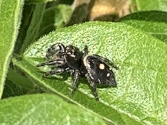 Phidippus audax