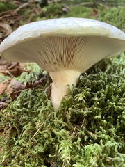 Russula brevipes