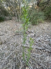 Baccharis neglecta