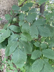 Fraxinus pennsylvanica subintegerrima
