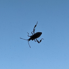 Leptoglossus occidentalis