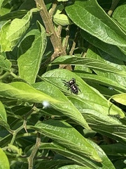 Phidippus audax
