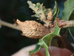 Heteroecus pacificus