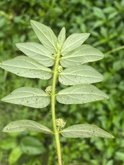Euphorbia hirta