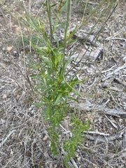Baccharis neglecta