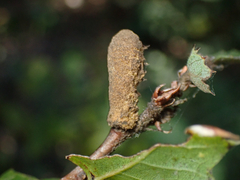 Heteroecus melanoderma