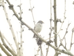 Ammodramus humeralis