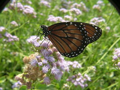 Danaus eresimus