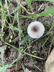 Lepiota castaneidisca