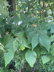 Fraxinus pennsylvanica subintegerrima